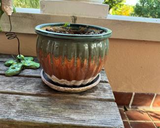 54	$36 	Luxuriant in brown pot 	