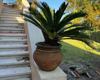 62	$120 	Areka palm in Mexican planter