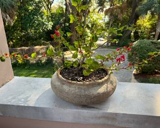 52A/B/C	$50 each	3 Bougainvellia in rounded pots 