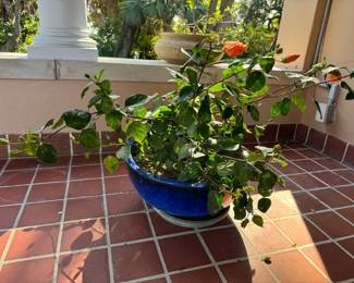 51	$90 	Hibiscus in blue planter 	