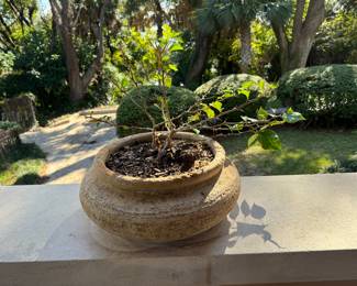 52A/B/C	$50 each	3 Bougainvellia in rounded pots 