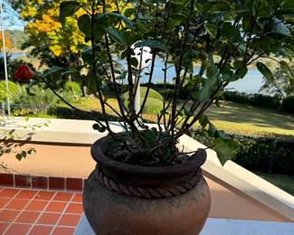 #61 - $90 Bougainvillea tree in Mexican planter 