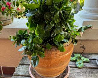 55	$80 	2 green plants in one planter 	