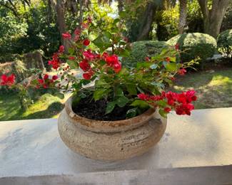 52A/B/C	$50 each	3 Bougainvellia in rounded pots 