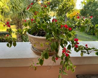 53A/B	$40 each 	2 pots matching yellow/red flowers	