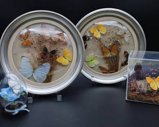 BUTTERFLY COLLECTION