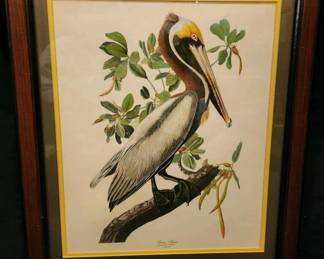 Brown Pelican Framed Art Print By John James Audubon