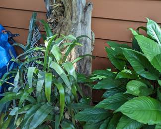 Bromeliad planted tree stump