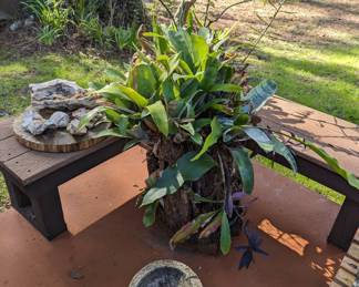 Garden decor and Bromeliad planted tree stump 