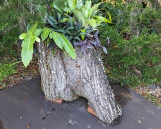 Bromeliad planted tree stump 