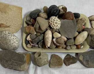 Fossils, Rocks, And Shells