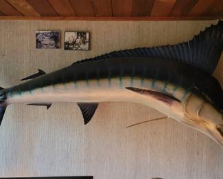 Sorry to disappoint, but this is a plastic model, but that lethal nose is real!