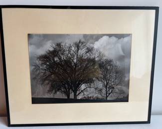 Vtg 70s Black and White TREE Photo by Jay Walter