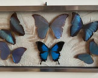 Real Framed BUTTERFLIES Blue Morphos Swallowtails