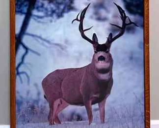 Framed Print Of A Buck
