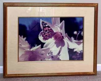 Framed Butterfly Colored Photo