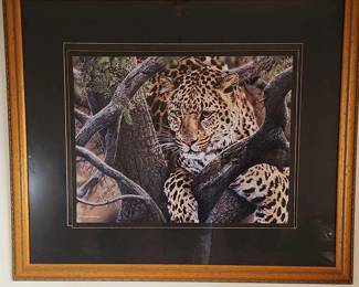 009 Leopard On A Limb by Stephen Kingston 