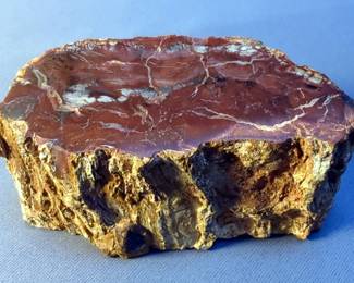 Natural Petrified Wood Polished Slice, 2" x 4" x 1.75"