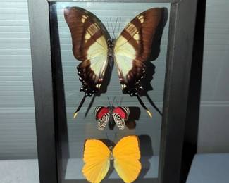 Preserved Butterflies Including Eurytides Serville, Diaethria Clymena, Phoebis Argante, In Glass Frame, 7.75" x 5"