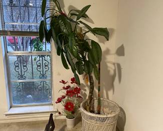 Large ficus tree in white wicker basket