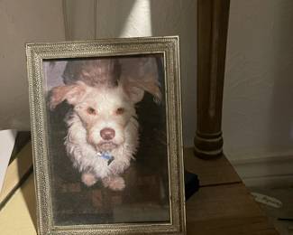 Dozens of cute dog photographs