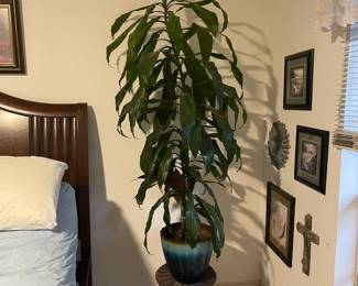 Large corn plant/ dracaena fragrans plant 