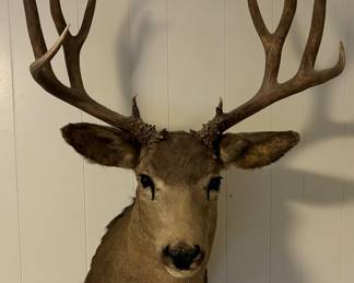 Mule Deer
