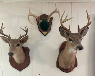 Deer Head Mounts