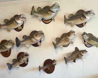 Bass and Trout Mounts