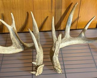 Set of Big Deer Horns