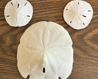 2 small sand dollar magnets and 1 large sand dollar