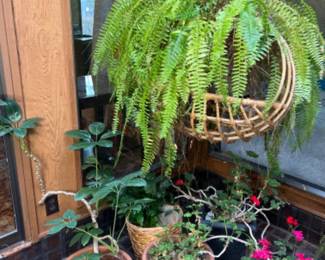 Hanging Fern and other assorted house plants