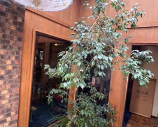 Ficus and other assorted house plants