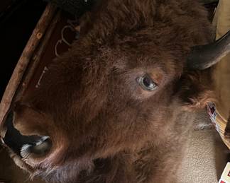 Natural taxidermy Bison head