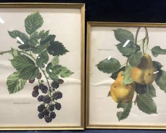 2 Vtng Botanical Lithographs, Berries & Pears 1962

