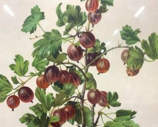 Ribes Grossularia Botanical Lithograph 1962
