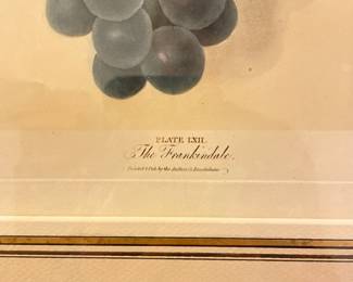 Antique Grape Lithograph. Photo 2 of 2.