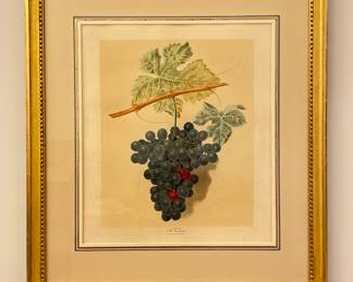 Antique Grape Lithograph. Photo 1 of 2.