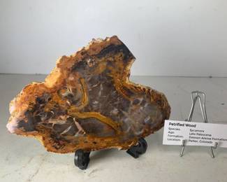 Petrified Wood Sycamore - Dawson Arkose Formation