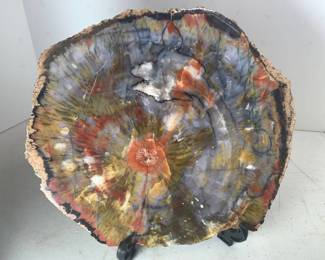 Polished Petrified Wood Slab