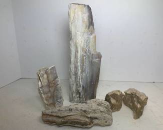 Opalized Petrified Wood