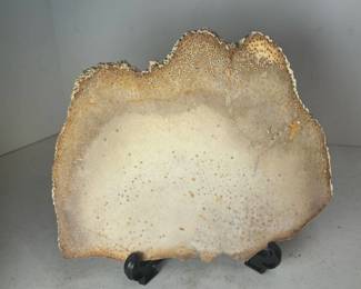Unidentified Petrified Wood