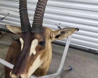 FTH334 - Mounted Antelope Head