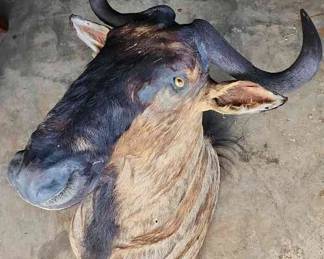 FTH359 - Mounted Wildebeest Head