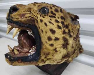 FTH331 - Taxidermied Panthera (?) Head