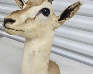 FTH212 - Mounted Cuvier's Gazelle Head