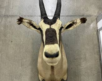 FTH320- Taxidermy Gemsbok Head & Shoulder Mount