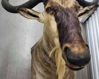 FTH332 - Mounted White Bearded Wilderbeast