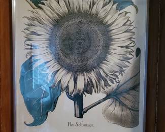 Hortus Eystettens - New York Botanical Garden