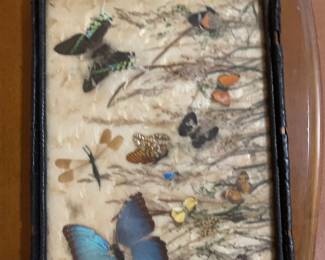 Tray with preserved butterflies